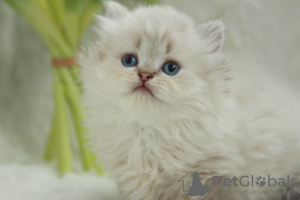 Zdjęcie №1. kot brytyjski długowłosy - na sprzedaż w Dnipro | 1188zł | Zapowiedź № 51381