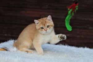 Zdjęcie №1. chinchilla cat - na sprzedaż w Mińsk | 1251zł | Zapowiedź № 7072