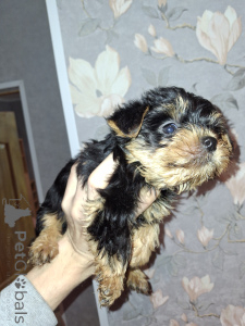 Zdjęcie №3. Szczenięta czystej krwi Yorkshire Terrier. Łotwa