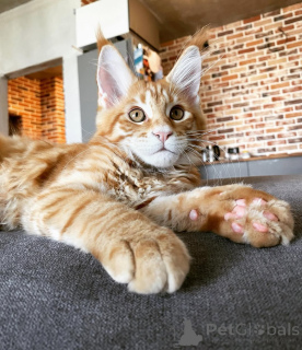 Zdjęcie №3. Elegancki Maine Coon Kitten Majestic i czuły!. Niemcy