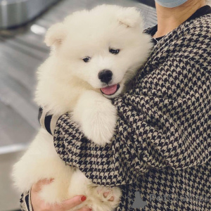Zdjęcie №3. Do odbioru rasowe szczenięta Samoyeda!. Grecja