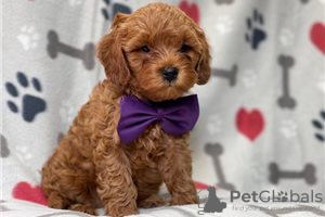 Zdjęcie №3. Piękne szczenięta Cavapoo Do bezpłatnej adopcji. Niemcy