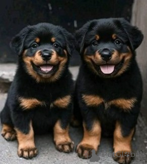 Zdjęcie №1. rottweiler - na sprzedaż w Bolonia | negocjowane | Zapowiedź №157926