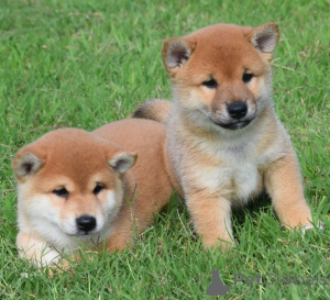Zdjęcie №1. shiba - na sprzedaż w Praga | negocjowane | Zapowiedź №178311
