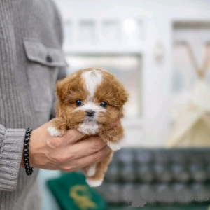 Zdjęcie №4. Sprzedam pudel (zabawka) w Chicago. ze schronu - cena - negocjowane