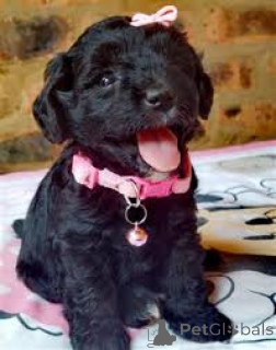 Zdjęcie №1. pudel (zabawka) - na sprzedaż w Mediolan | 3348zł | Zapowiedź №165795