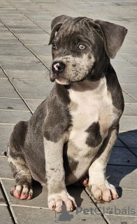 Zdjęcie №1. american bully - na sprzedaż w Belgrad | negocjowane | Zapowiedź №117834