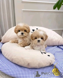 Zdjęcie №2 do zapowiedźy № 54794 na sprzedaż  maltipu - wkupić się Finlandia 