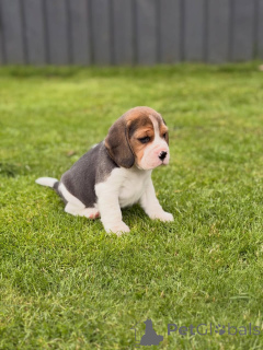 Zdjęcie №1. beagle (rasa psa) - na sprzedaż w Wolfsburg | negocjowane | Zapowiedź №174969