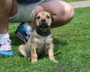 Zdjęcie №3. Boerboel (mastif południowoafrykański) szczenięta. Serbia