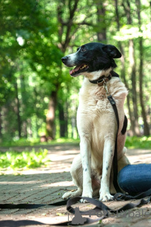 Zdjęcie №2 do zapowiedźy № 53708 na sprzedaż  pies nierasowy - wkupić się Federacja Rosyjska prywatne ogłoszenie