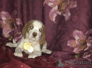 Zdjęcie №2 do zapowiedźy № 7985 na sprzedaż  beagle (rasa psa) - wkupić się Federacja Rosyjska od żłobka