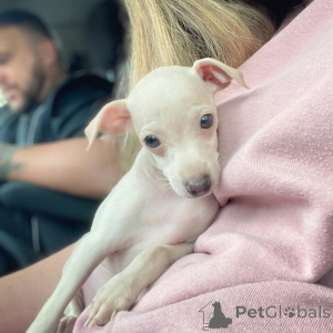 Zdjęcie №3. Cucciolo di levriero Italiano Chic Grazioso, Affettuoso e pronto per una casa. Niemcy