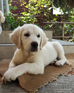 Dodatkowe zdjęcia: Golden retriever wcześniejsza rezerwacja