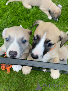 Zdjęcie №1. whippet - na sprzedaż w Monachium | negocjowane | Zapowiedź №158215