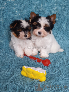 Zdjęcie №2 do zapowiedźy № 167461 na sprzedaż  yorkshire terrier biewer - wkupić się Gruzja prywatne ogłoszenie, od żłobka, hodowca