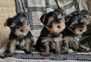 Zdjęcie №2 do zapowiedźy № 107191 na sprzedaż  yorkshire terrier - wkupić się Niemcy hodowca