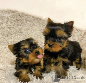Zdjęcie №1. yorkshire terrier - na sprzedaż w Baumholder | negocjowane | Zapowiedź №175157