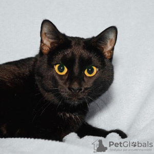 Dodatkowe zdjęcia: Dwa czarne jak węgiel koty Bagheera i Rusya szukają domu