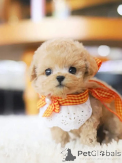 Zdjęcie №4. Sprzedam pudel (zabawka) w Karolina Beach. hodowca - cena - negocjowane