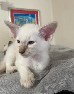 Zdjęcie №2 do zapowiedźy № 151543 na sprzedaż  kot balijski - wkupić się Niemcy 