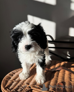 Zdjęcie №2 do zapowiedźy № 155452 na sprzedaż  cavalier king charles spaniel - wkupić się Holandia prywatne ogłoszenie