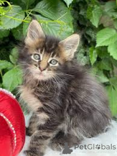 Zdjęcie №2 do zapowiedźy № 170559 na sprzedaż  maine coon - wkupić się Finlandia prywatne ogłoszenie, hodowca