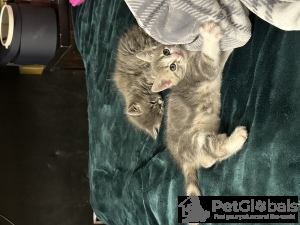 Zdjęcie №4. Sprzedam kot domowy w Portland. prywatne ogłoszenie - cena - 356zł