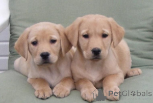 Zdjęcie №1. labrador retriever - na sprzedaż w Gelelenkirchen | 2153zł | Zapowiedź №169461