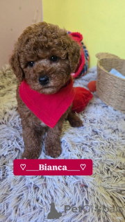 Zdjęcie №3. Urocze czerwone szczenięta pudla zabawkowego. Serbia