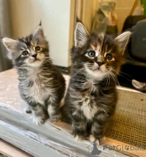 Zdjęcie №2 do zapowiedźy № 137121 na sprzedaż  maine coon - wkupić się Niemcy hodowca