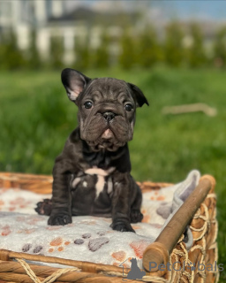 Zdjęcie №1. buldog francuski - na sprzedaż w Monachium | 3109zł | Zapowiedź №156370