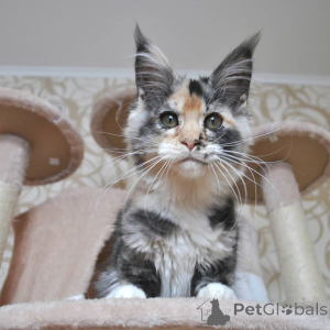 Zdjęcie №4. Sprzedam maine coon w Франкфурт-на-Майне. od żłobka - cena - 4305zł