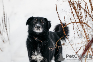 Zdjęcie №1. pies nierasowy - na sprzedaż w Москва | Bezpłatny | Zapowiedź №23652