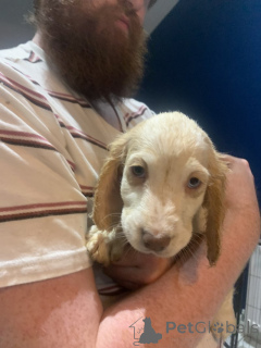 Zdjęcie №3. Wspaniały miot szczeniąt rasy cross golden retriever i cocker spaniel. Niemcy