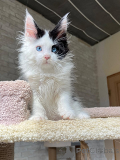 Zdjęcie №2 do zapowiedźy № 160718 na sprzedaż  maine coon - wkupić się Niemcy prywatne ogłoszenie