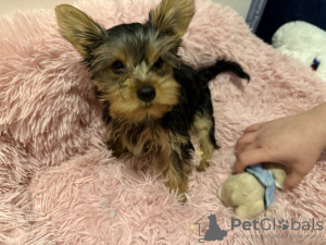 Zdjęcie №1. yorkshire terrier - na sprzedaż w Londyn | 1256zł | Zapowiedź №123494