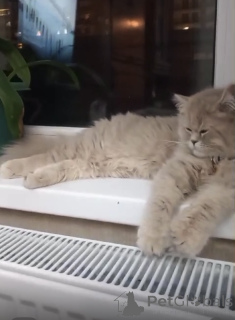 Zdjęcie №4. Sprzedam perskie w Tbilisi. hodowca - cena - 1271zł