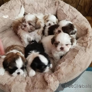 Zdjęcie №1. shih tzu - na sprzedaż w Monachium | negocjowane | Zapowiedź №164706