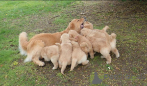 Zdjęcie №1. golden retriever - na sprzedaż w Glasgow | 3348zł | Zapowiedź №138881