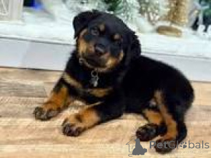 Zdjęcie №3. Cuccioli di Rottweiler w zemście. Włochy