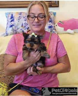 Zdjęcie №1. yorkshire terrier - na sprzedaż w Kuwait Free Trade Zone | Bezpłatny | Zapowiedź №134361