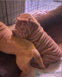 Zdjęcie №1. shar pei - na sprzedaż w Stockholm | negocjowane | Zapowiedź №96316