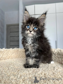Zdjęcie №1. maine coon - na sprzedaż w Pécs | 1674zł | Zapowiedź № 167927