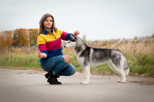 Dodatkowe zdjęcia: Niebieskooki husky chłopiec