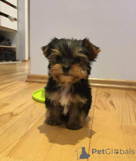Zdjęcie №3. Adopcja Yorkie Welpen Zur. Niemcy