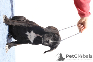 Zdjęcie №2 do zapowiedźy № 140503 na sprzedaż  cane corso - wkupić się Rumunia hodowca