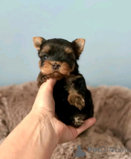 Zdjęcie №1. yorkshire terrier - na sprzedaż w Barcelona | 1017zł | Zapowiedź №129007