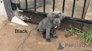 Zdjęcie №1. cane corso - na sprzedaż w Helsinki | 2631zł | Zapowiedź №136542