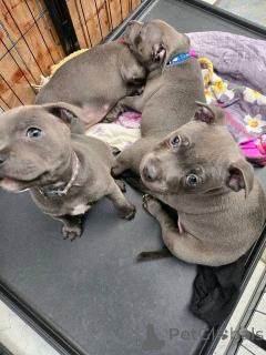 Zdjęcie №3. Staffordshire Bull Terrier Welpen zu verkaufen. Luksemburg